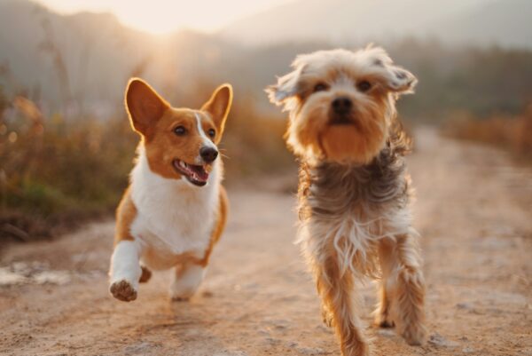 犬2匹仲良し